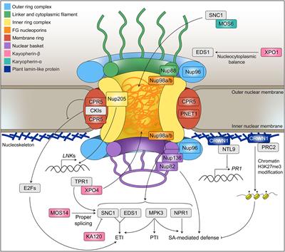 Regulation of Plant Immunity by Nuclear Membrane-Associated Mechanisms